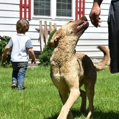 Zelda - Chesapeake Bay Retriever