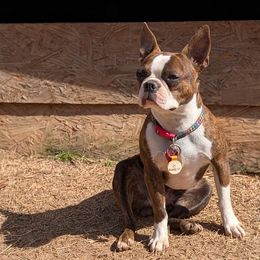 Chloe - Boston Terrier