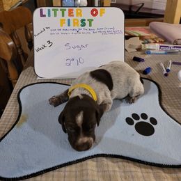 German Shorthaired Pointer Puppies from Donna Gambill