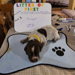 German Shorthaired Pointer Puppies from Donna Gambill