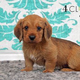 Basset Fauve de Bretagne and Miniature American Shepherd Puppies from 4 Clovers Kennel