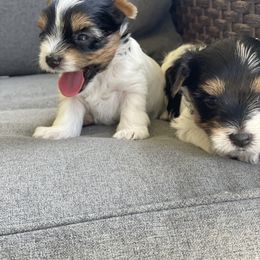 Biewer Terrier and Yorkshire Terrier Puppies from York Town California