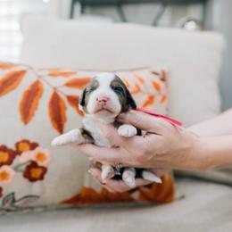 Candy Cane - Merle female Bernedoodle puppy in Murray, Utah from Sun Valley Doodles