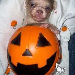 Bubblegum - Merle male Chihuahua puppy in Naples, Florida from Naples Tiny Dogs