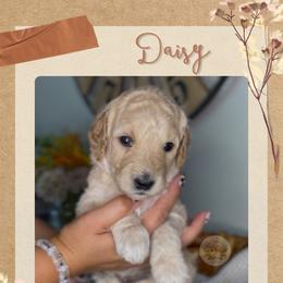 Daisy - Apricot female Goldendoodle puppy in Asheboro, North Carolina from Magnolia Farm Doodles