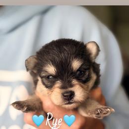 Rye - Black and white male Pomsky puppy in Centerville, Iowa from LJ Kennels Pomskies, LLC