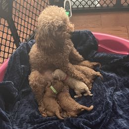 Poodle Puppies from Breahna Snay