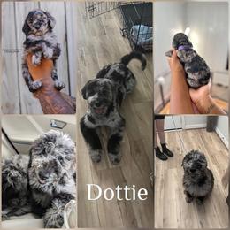 Bernedoodle Puppies from Crown Stephens Family Doodles