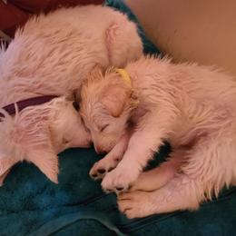 German Shepherd Puppies from Arctic Argonauts