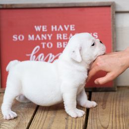Bulldog Puppies from Brandywine Bulldogs