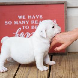Bulldog Puppies from Brandywine Bulldogs