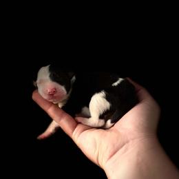 Tilt - Black and white male Border Collie puppy in New Mexico from Twisted Biscuit Border Collies