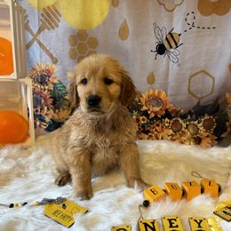 Golden Retriever Puppies from Whickering Pines Golden Retrievers