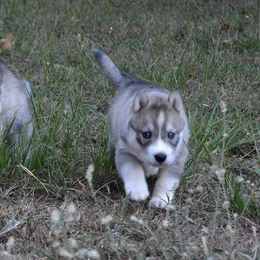 Siberian Husky Puppies from Collusion Siberian’s
