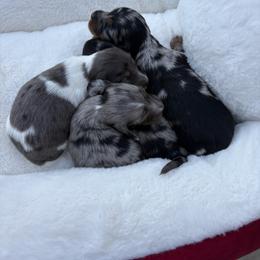 Dachshund Puppies from Mini Dachshunds