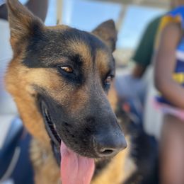 German Shepherds from The GSD lady