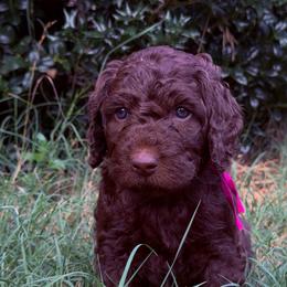 Porsche - Chocolate female Goldendoodle puppy in Arlington, Texas from Chambers Doodle Patch