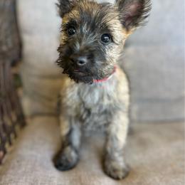 Natalie - Red brindle female Cairn Terrier puppy in Pottersville, Missouri from Cairn Terriers of Heatherridge,LLC