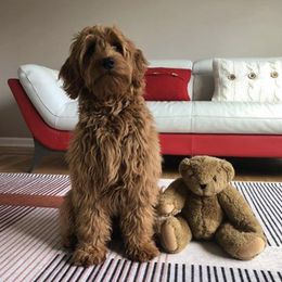 Bernedoodle and Goldendoodle All Grown Up from Kimberlee’s Kennels