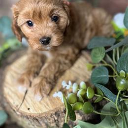 Cavapoo puppies from Kay’s Cutie Poos