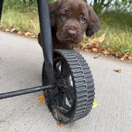 Female 4 - Liver female Pudelpointer puppy in Sioux Falls, South Dakota from Saddle Creek Kennels