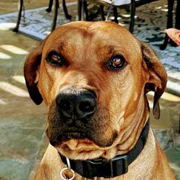 Milo - Rhodesian Ridgeback