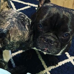 French Bulldogs from JusFrenchies