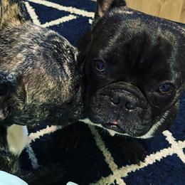 French Bulldogs from JusFrenchies