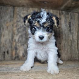Ace - Parti male Yorkshire Terrier puppy in Mountain Grove, Missouri from Precious Puppies