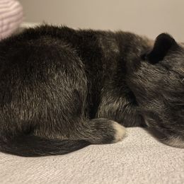 Pomsky Puppies from Urban Sky Kennel