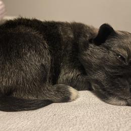 Pomsky Puppies from Urban Sky Kennel
