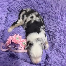 Blue merle girl - Blue merle female Miniature Australian Shepherd puppy in Graham, North Carolina from Thompson Farm Mini Aussies