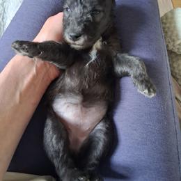 Girl 4 - Blue female Bedlington Terrier puppy in Staten Island, New York from Arkada Sirene Kennel