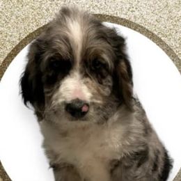 Aussiedoodles and Poodles from Trent Knabb