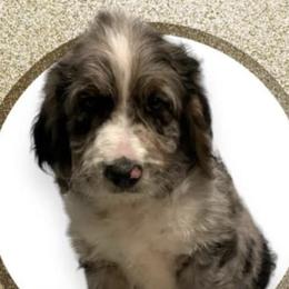 Aussiedoodles and Poodles from Trent Knabb