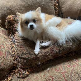 ReeCee - Pomeranian
