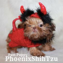 Shih Tzu Puppies from Phoenix Shih Tzu