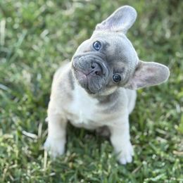 Dutchess - Fawn female French Bulldog puppy in Covina, California from Chai Society Frenchies