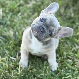 Dutchess - Fawn female French Bulldog puppy in Covina, California from Chai Society Frenchies