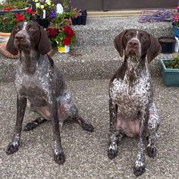 German Shorthaired Pointers from Windtanzer Farm