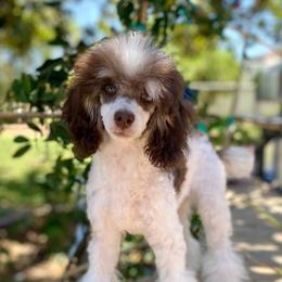 Poodle Puppies from Neely Family Poodles