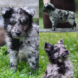 Glory - Black merle female Mudi puppy in Gatlinburg, Tennessee from Greenbrier