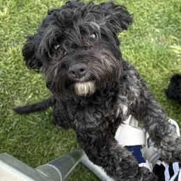 Cavapoo puppies from Enchantment Cavapoo & Pugapoo Puppies