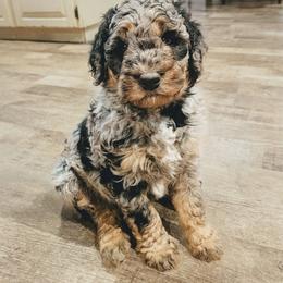 Timmy - Blue merle male Aussiedoodle puppy in Yacolt, Washington from Aussiedoodles by Maggie