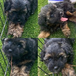 Aussiedoodle and Australian Shepherd Puppies from Legacy Farm
