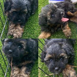 Aussiedoodle and Australian Shepherd Puppies from Legacy Farm