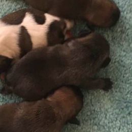 French Bulldogs from Angel Cove French Bulldogs