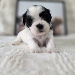 Cherish - Black and white female Shichon puppy in Ronda, North Carolina from Willow River