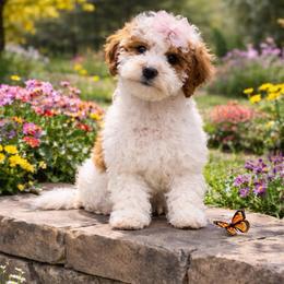 Aspen - Parti female Goldendoodle puppy in Roseburg, Oregon from Dbos Furry Friends