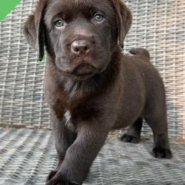 Green - Chocolate male Labrador Retriever puppy in Wilson’s, Virginia from Cedar Hill Farm Labradors